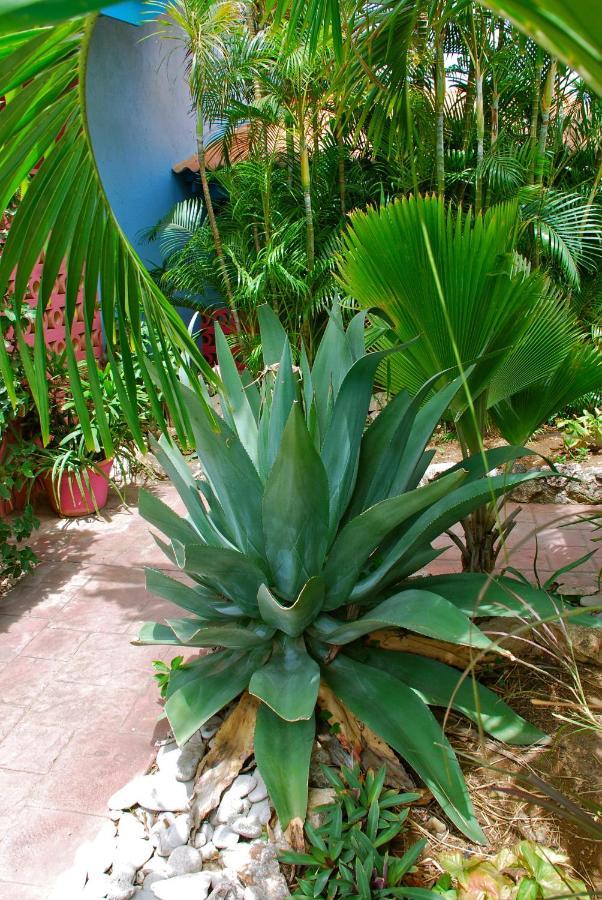וילמסטאד Caribbean Flower Apartments מראה חיצוני תמונה