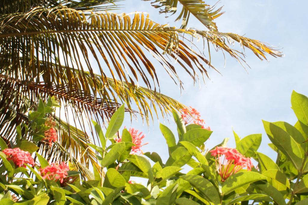וילמסטאד Caribbean Flower Apartments מראה חיצוני תמונה